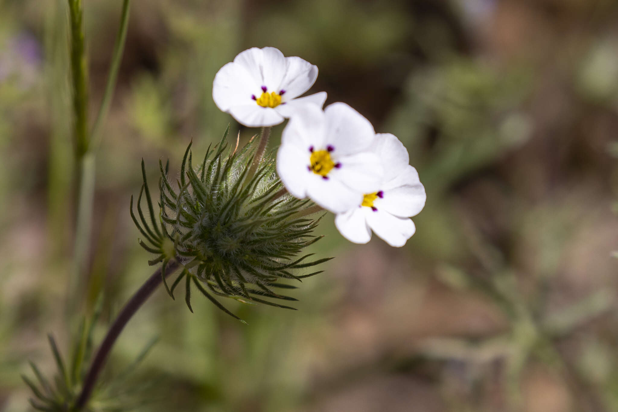 Image of mustang clover