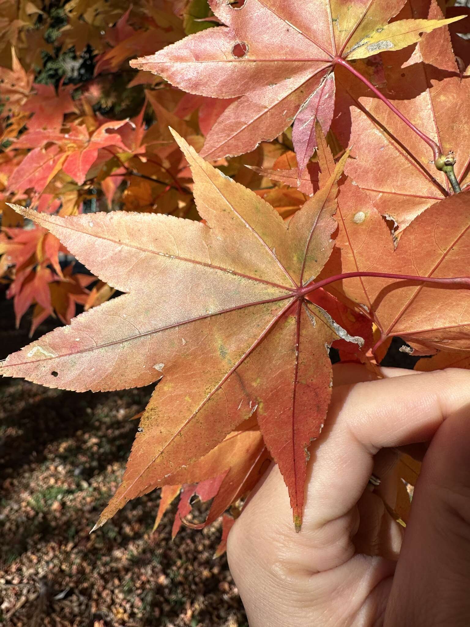 Sivun Acer palmatum var. amoenum (Carr.) Ohwi kuva