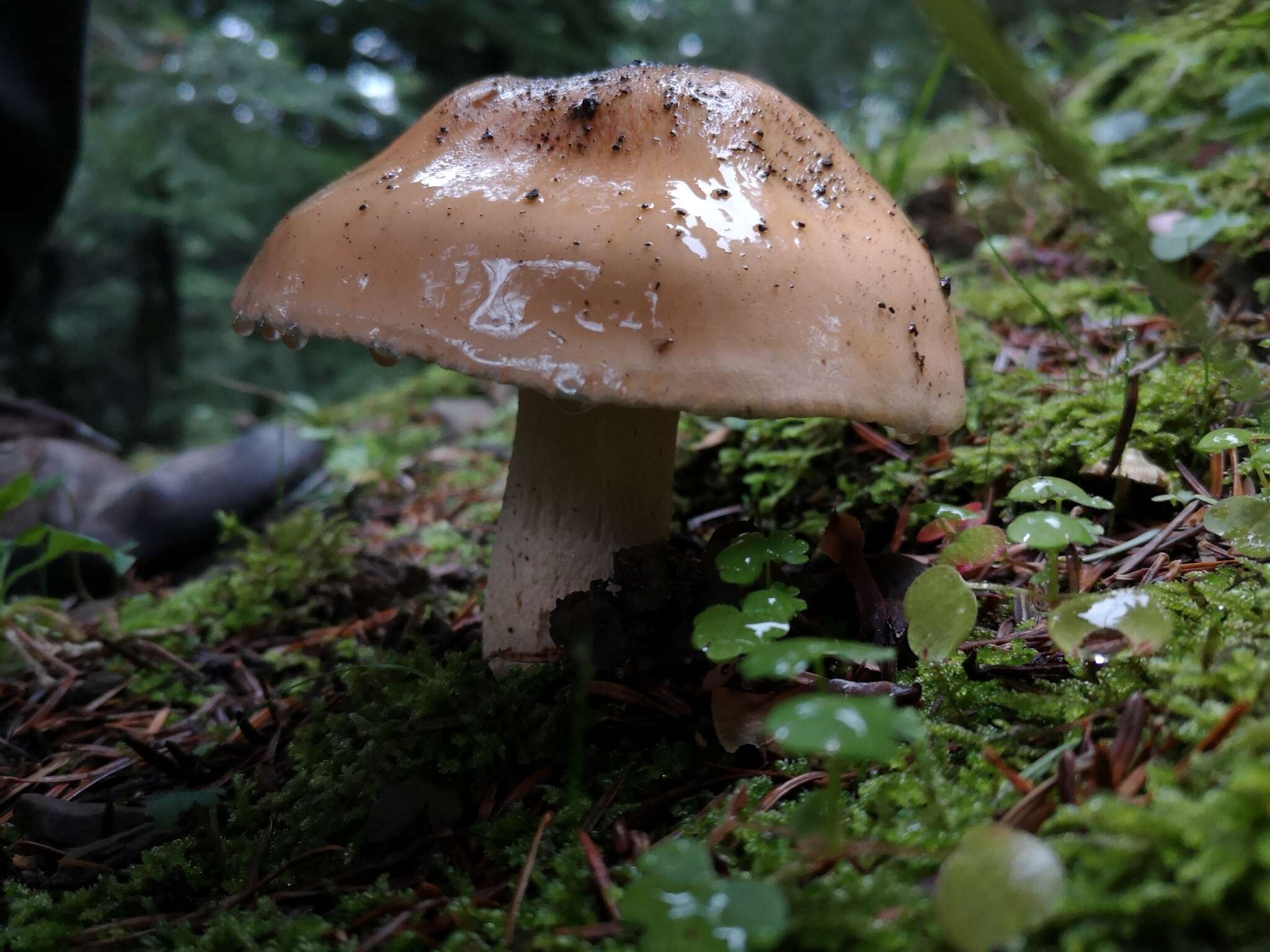 Hygrophorus pudorinus (Fr.) Fr. 1836的圖片