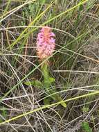 Image of Satyrium hallackii Bolus