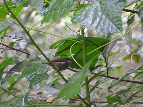 صورة Zosterops lugubris (Hartlaub 1848)