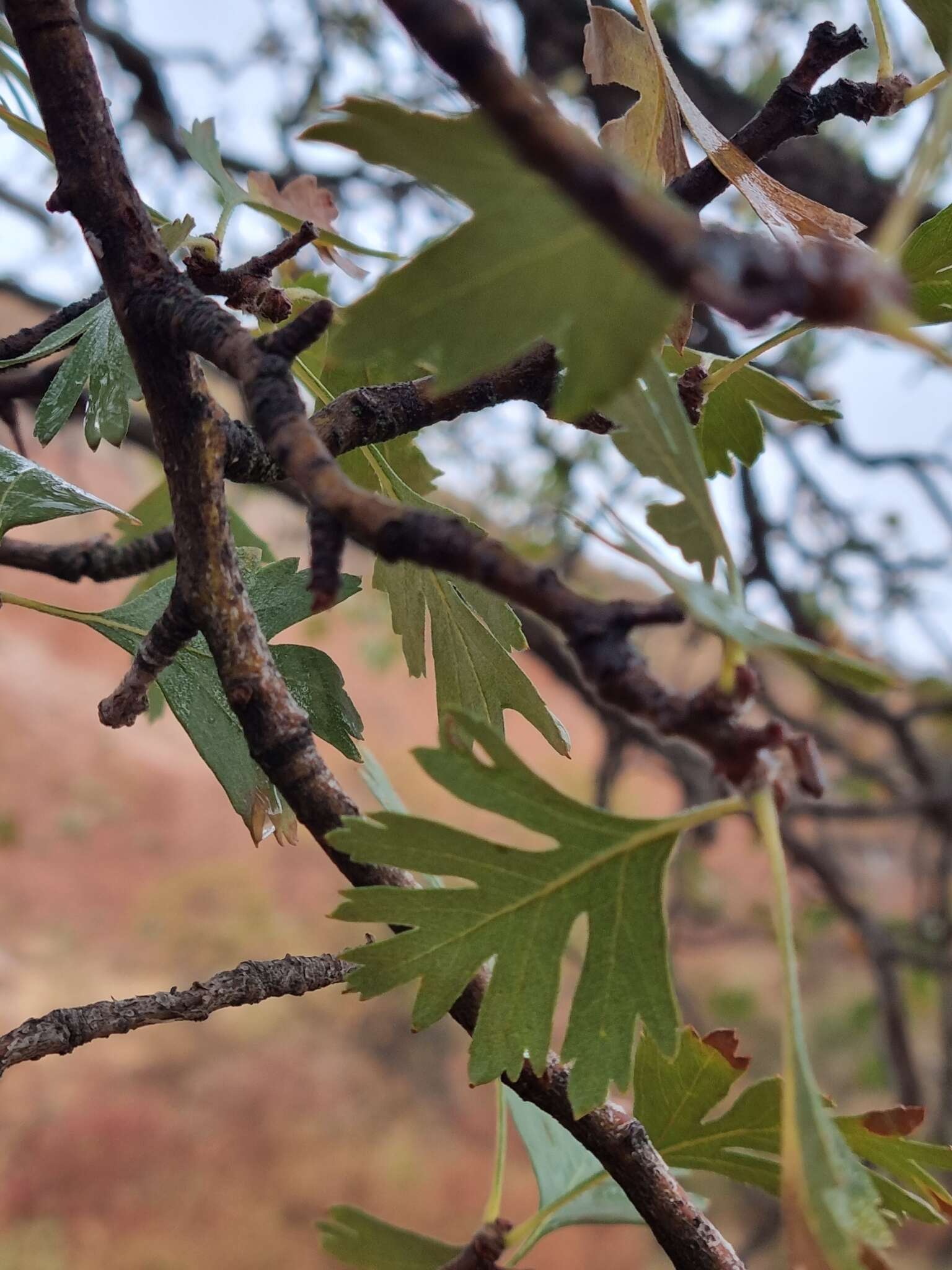 صورة Crataegus azarolus var. pontica (Koch) K. I. Christensen