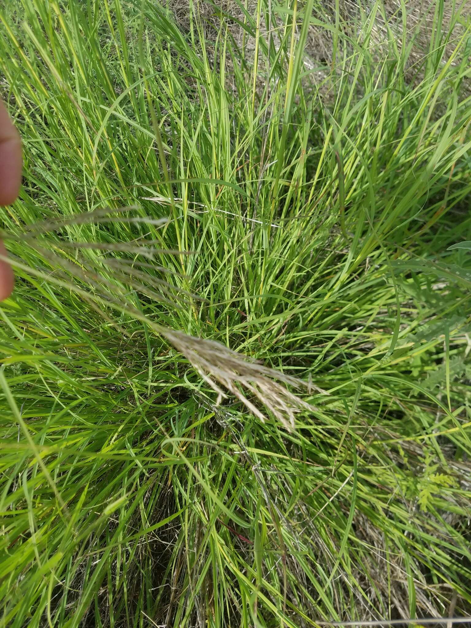 صورة Bothriochloa bladhii (Retz.) S. T. Blake