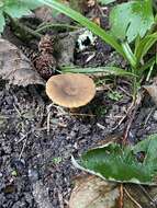 Imagem de Lactarius occidentalis A. H. Sm. 1960