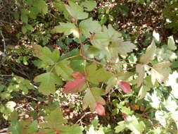 Image of eastern poison ivy