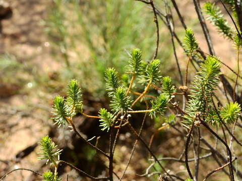 Image of Baccharis aliena (Spreng.) Joch. Müll.