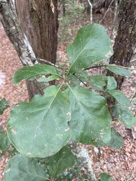 Image of Arkansas Oak