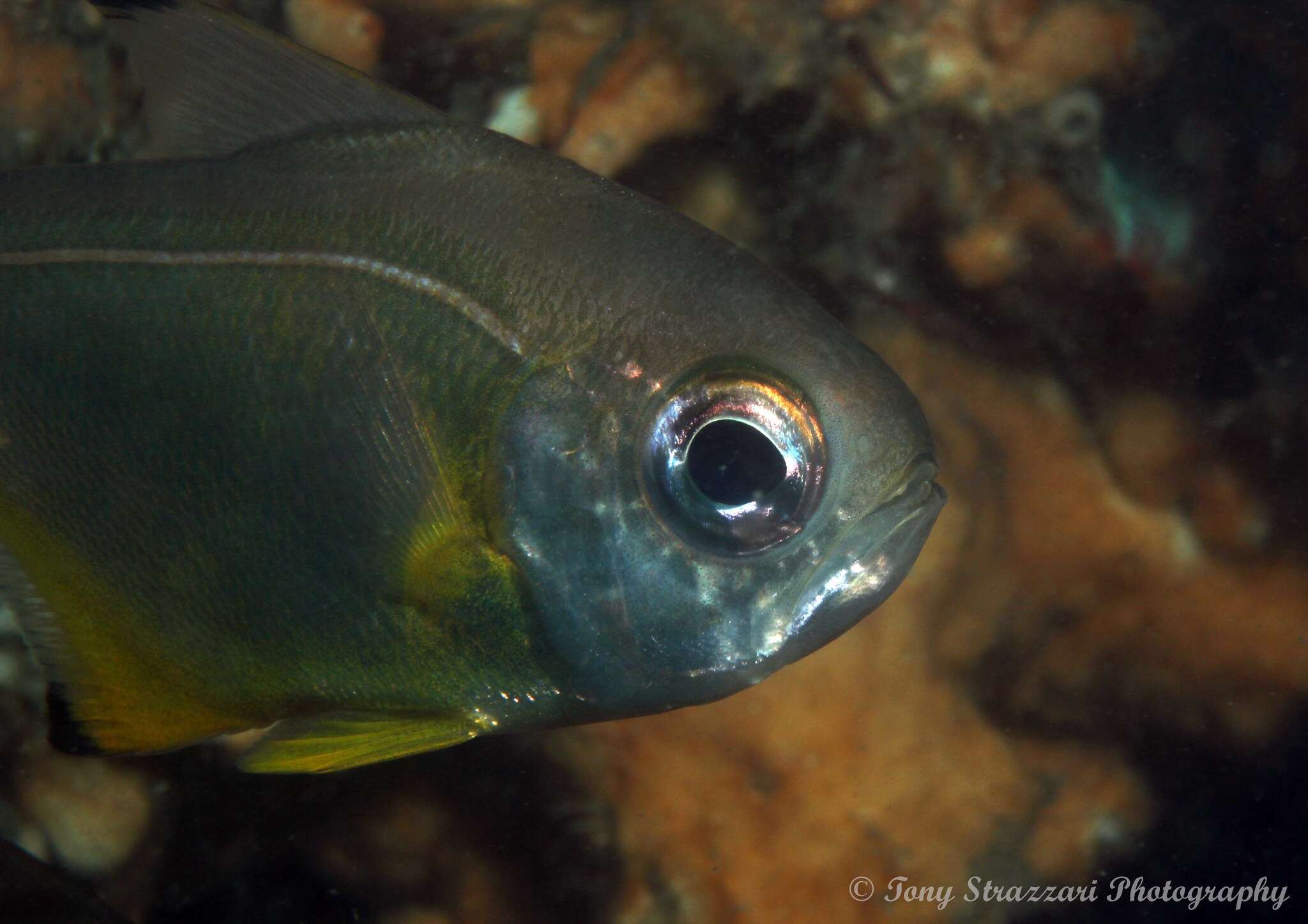 Imagem de Pempheris affinis McCulloch 1911