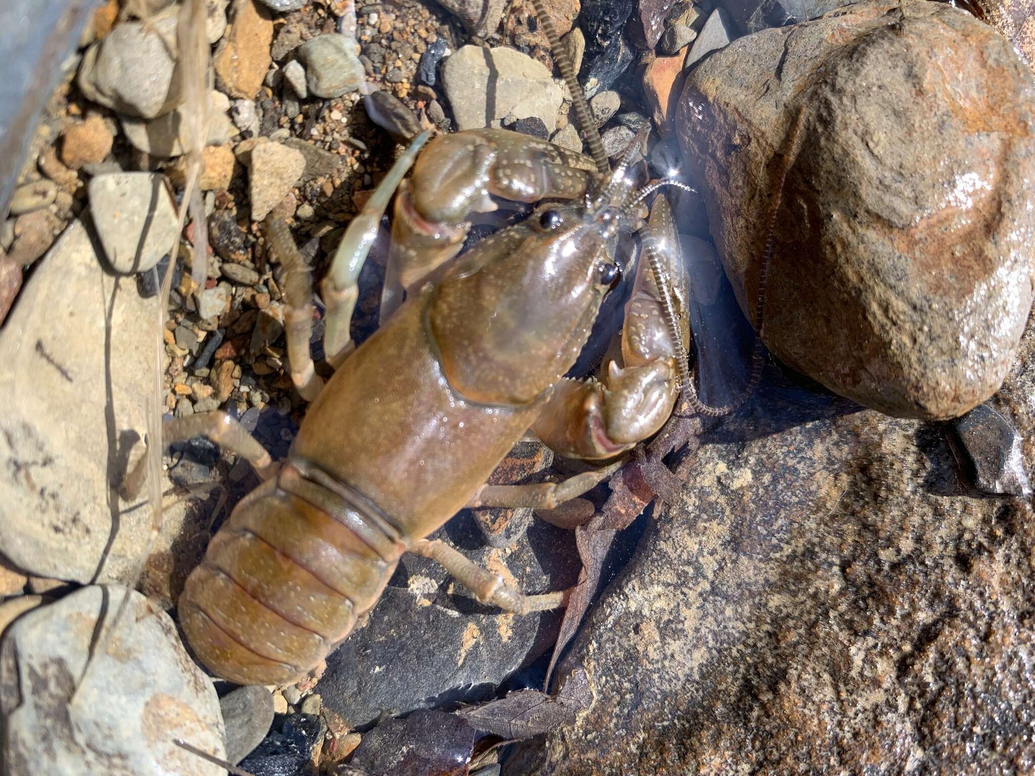 Image of Rock Crayfish