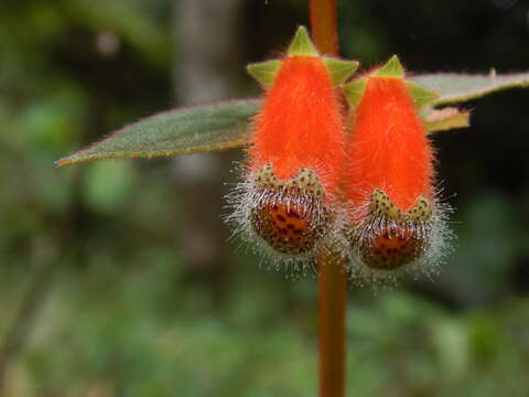 Imagem de Kohleria stuebeliana Fritsch