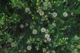 Image of Pulicaria glutinosa (Boiss.) Jaub. & Spach