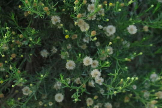 صورة Pulicaria glutinosa (Boiss.) Jaub. & Spach