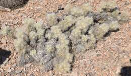 Слика од Cylindropuntia multigeniculata (Clokey) Backeb.