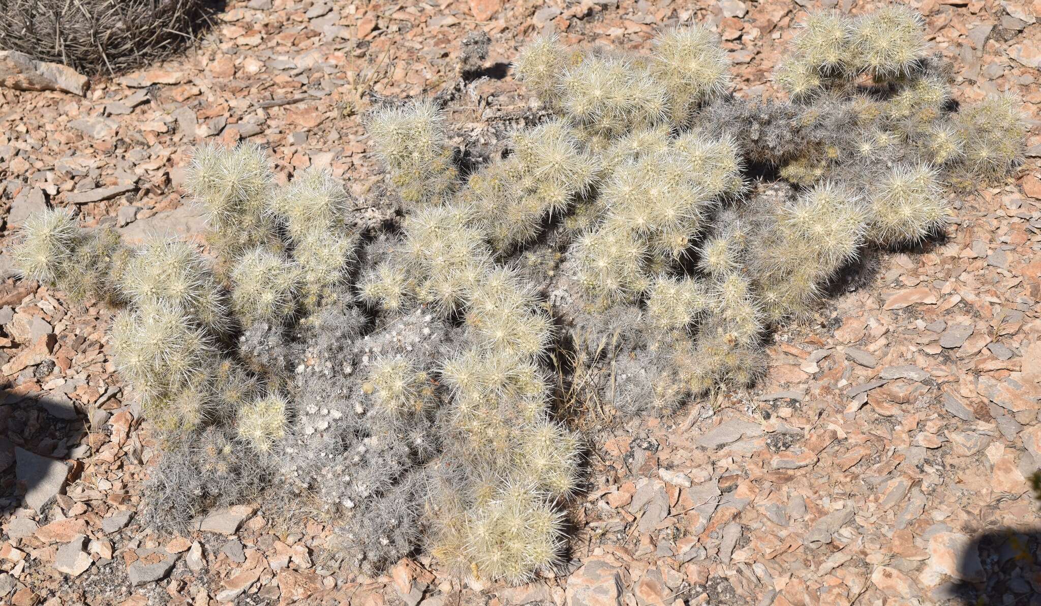 Слика од Cylindropuntia multigeniculata (Clokey) Backeb.