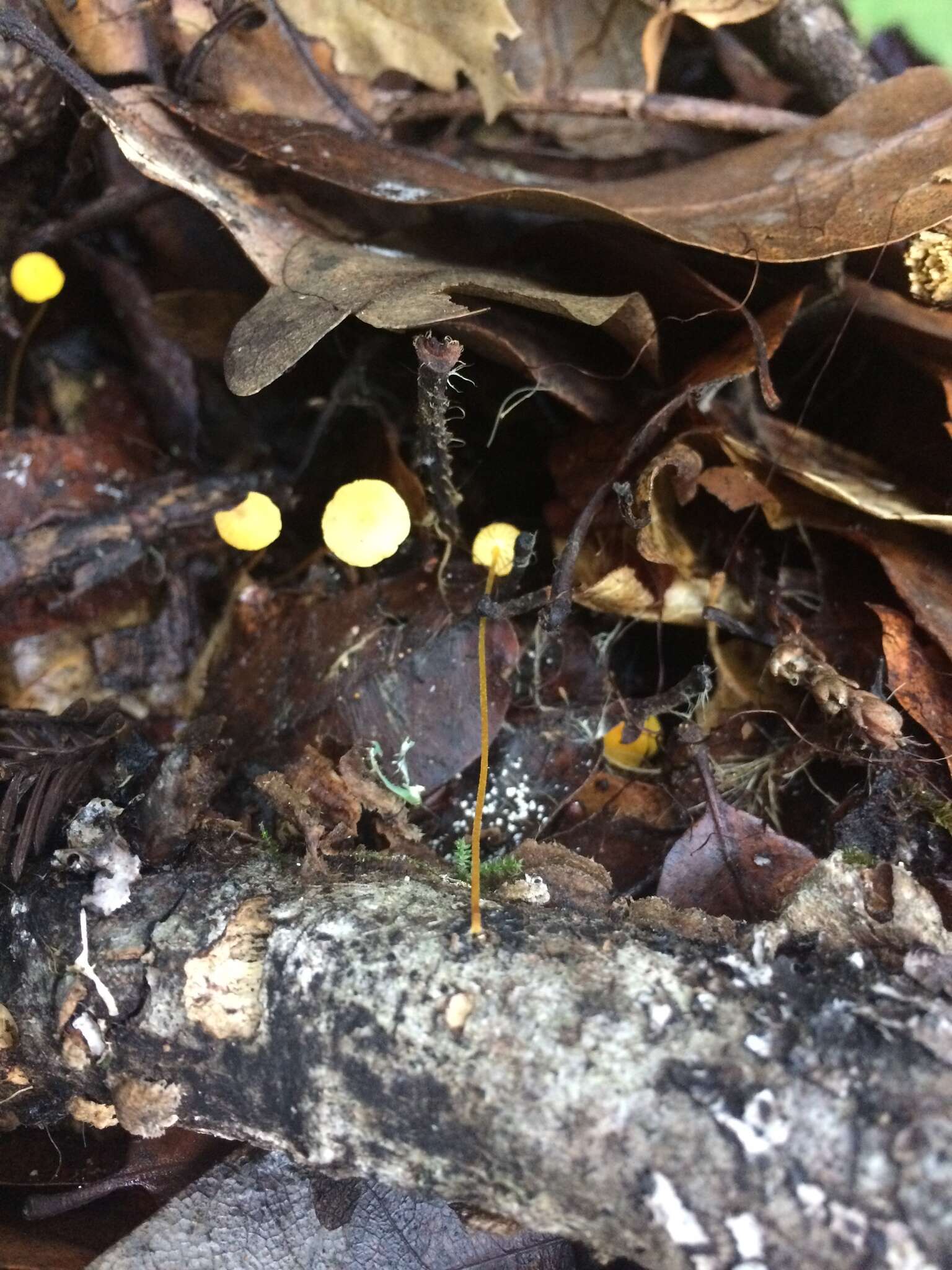 Image of Mycena oregonensis A. H. Sm. 1936