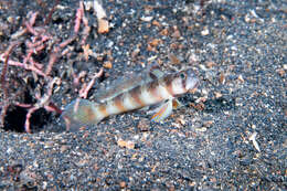 Image of Arcfin shrimpgoby