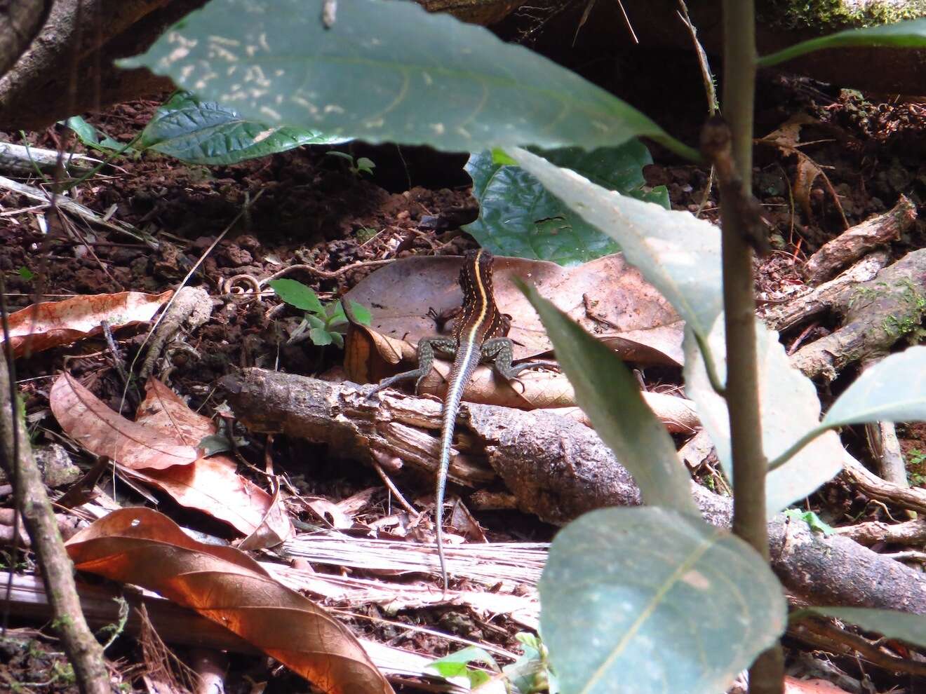 Image of Ameiva Lizard