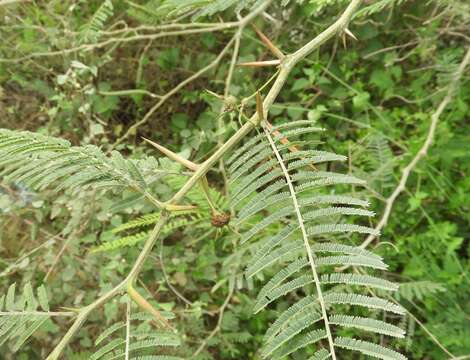 Imagem de Vachellia macracantha (Humb. & Bonpl. ex Willd.) Seigler & Ebinger