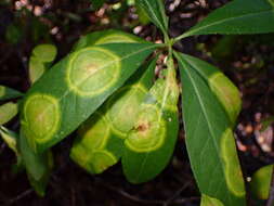 Image of Exobasidium myrtilli Siegm. 1879