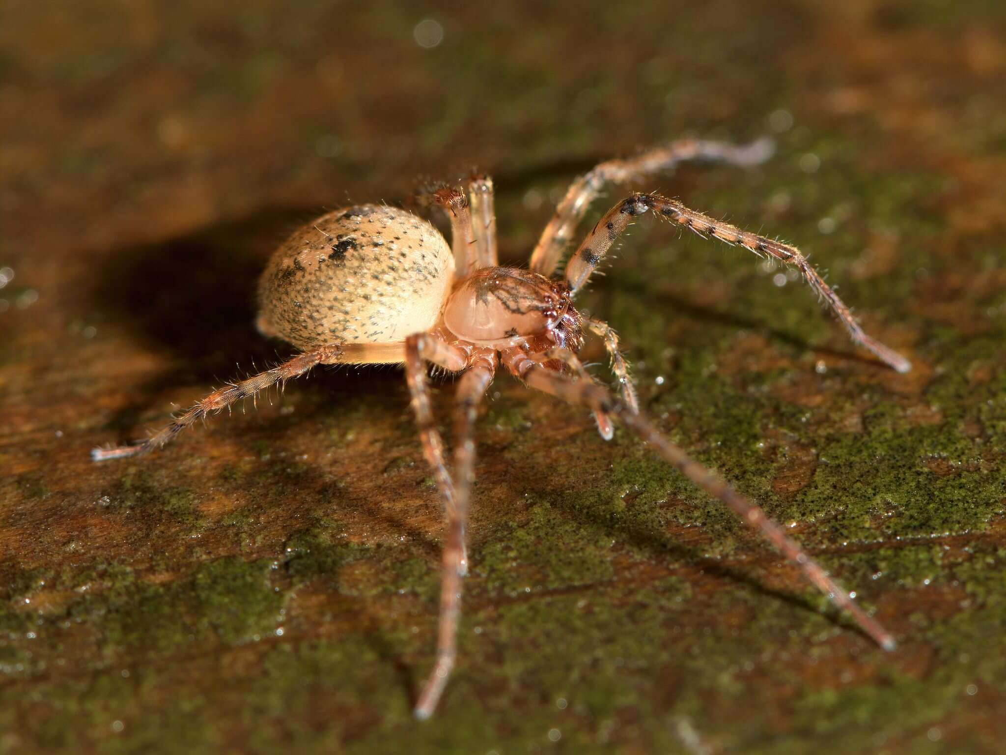 Image of Goyenia sylvatica Forster 1970