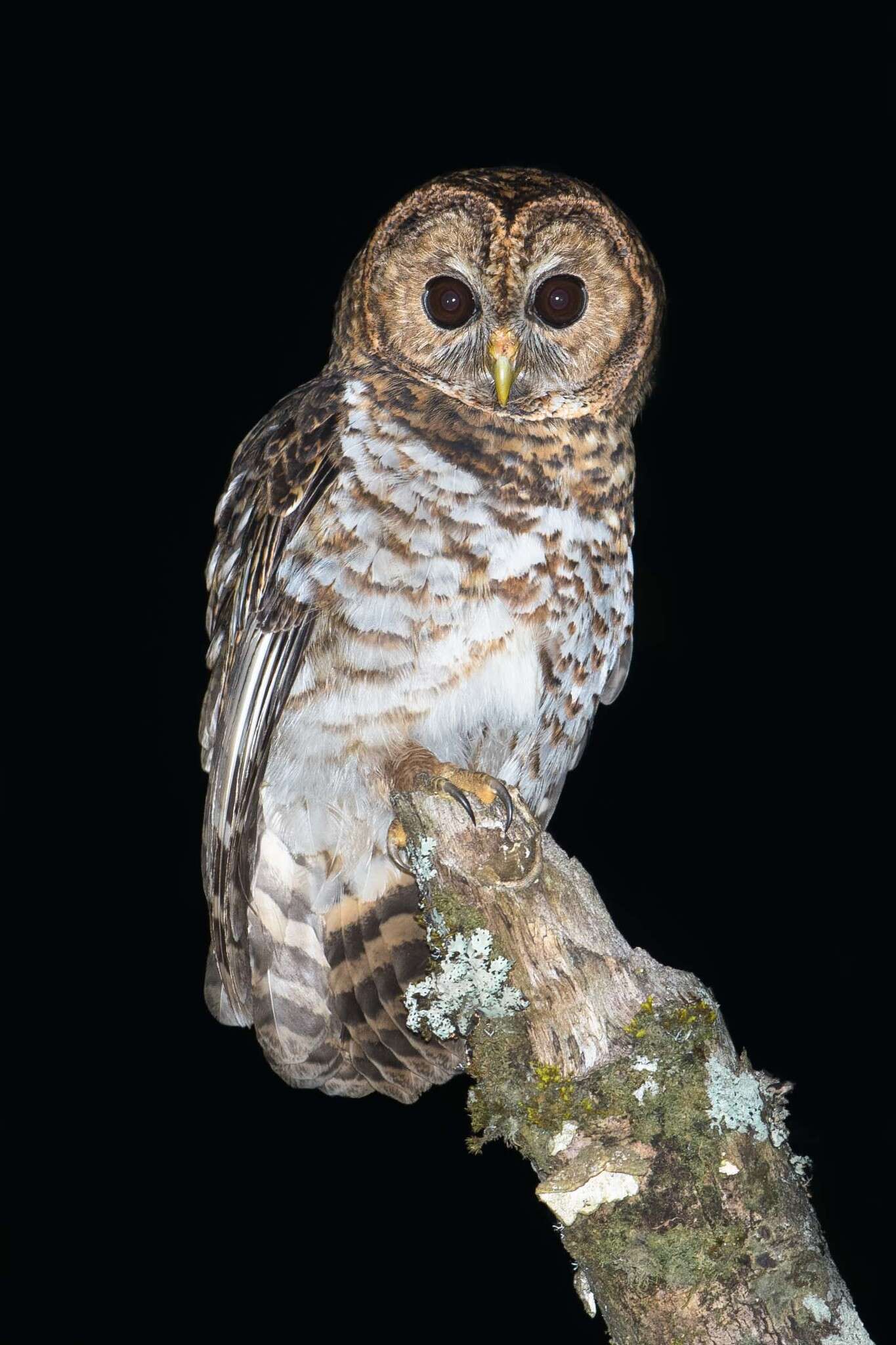 Image of Rusty-barred Owl