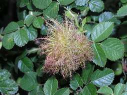 Image of Mossy Rose Gall Wasp