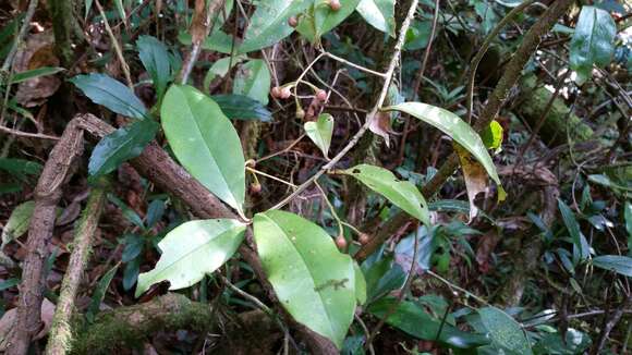 Image of Oncostemum buxifolium H. Perrier