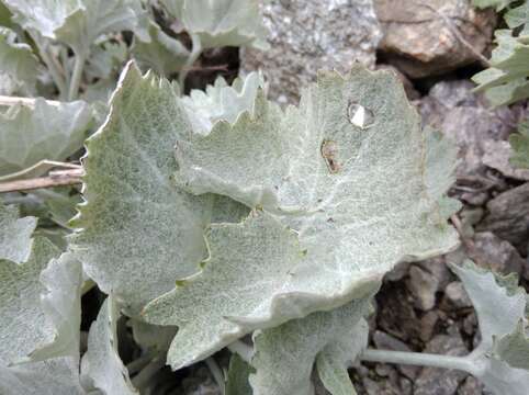 Image of Adenostyles leucophylla (Willd.) Rchb.