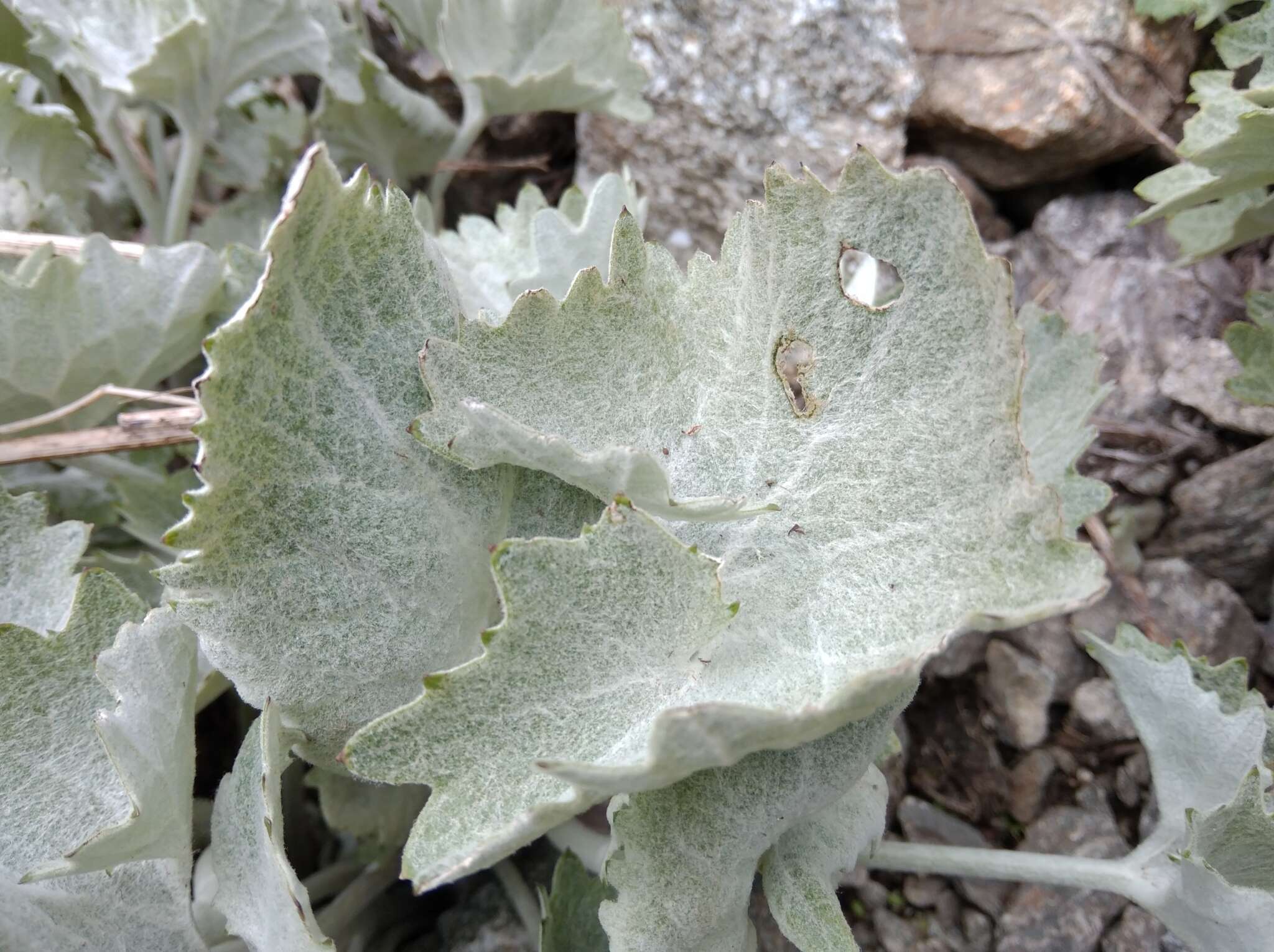 Image of Adenostyles leucophylla (Willd.) Rchb.