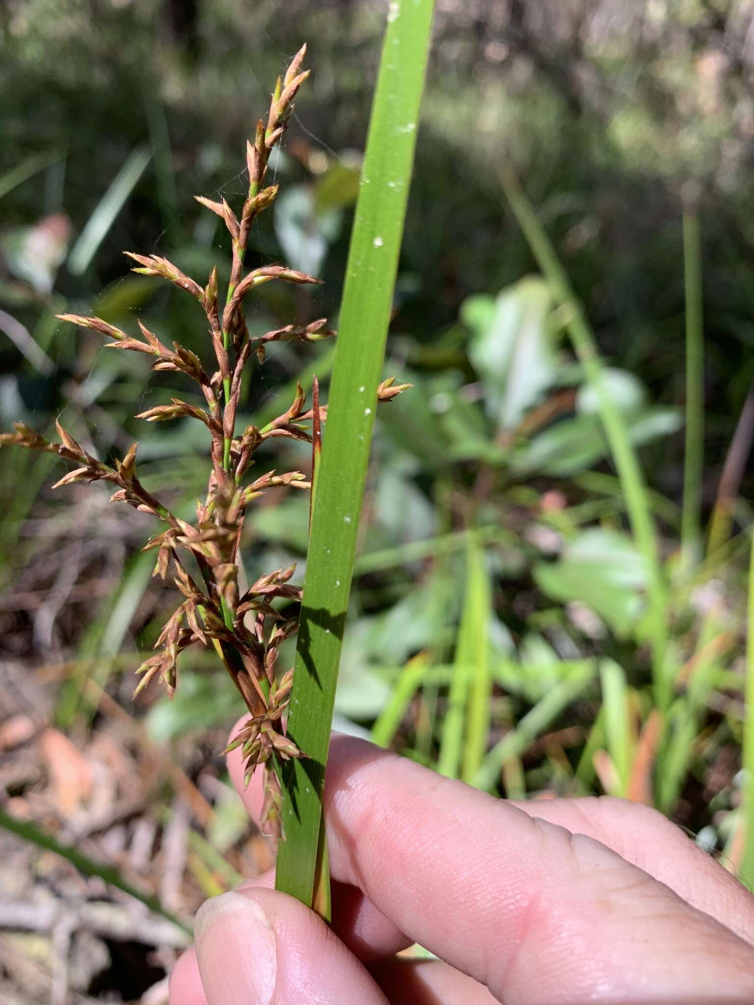 Image of Lepidosperma sieberi Kunth