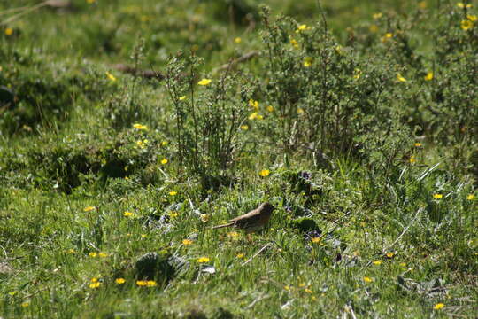 Imagem de Prunella rubeculoides (Moore & F 1854)