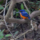 Image of Alcedo quadribrachys guentheri Sharpe 1892