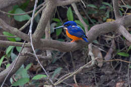 Image of Alcedo quadribrachys guentheri Sharpe 1892