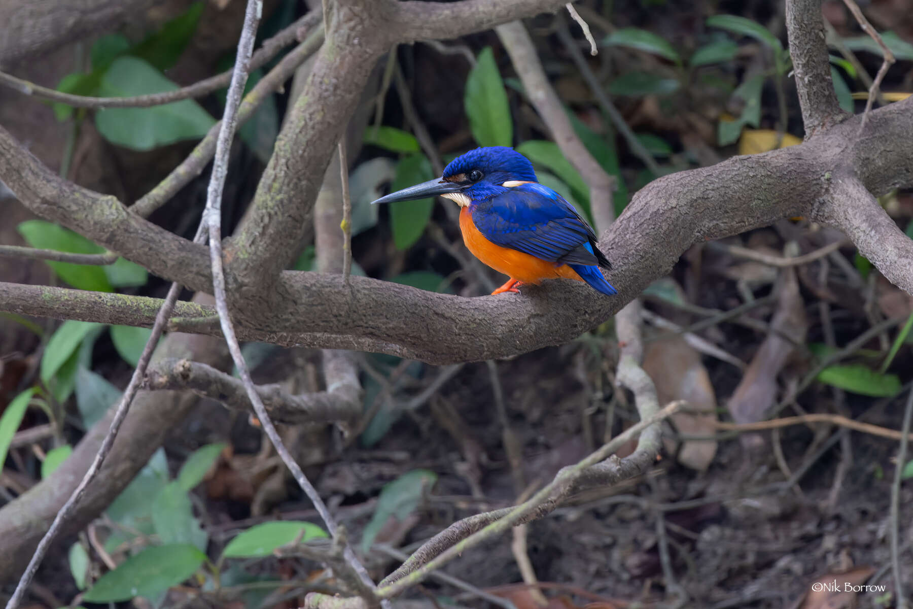 Sivun Alcedo quadribrachys guentheri Sharpe 1892 kuva