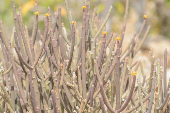 Image of Euphorbia schimperi C. Presl