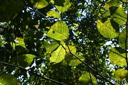 Image de Bunchosia macrophylla Rose ex Pittier