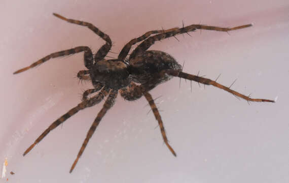 Image of Shore spider