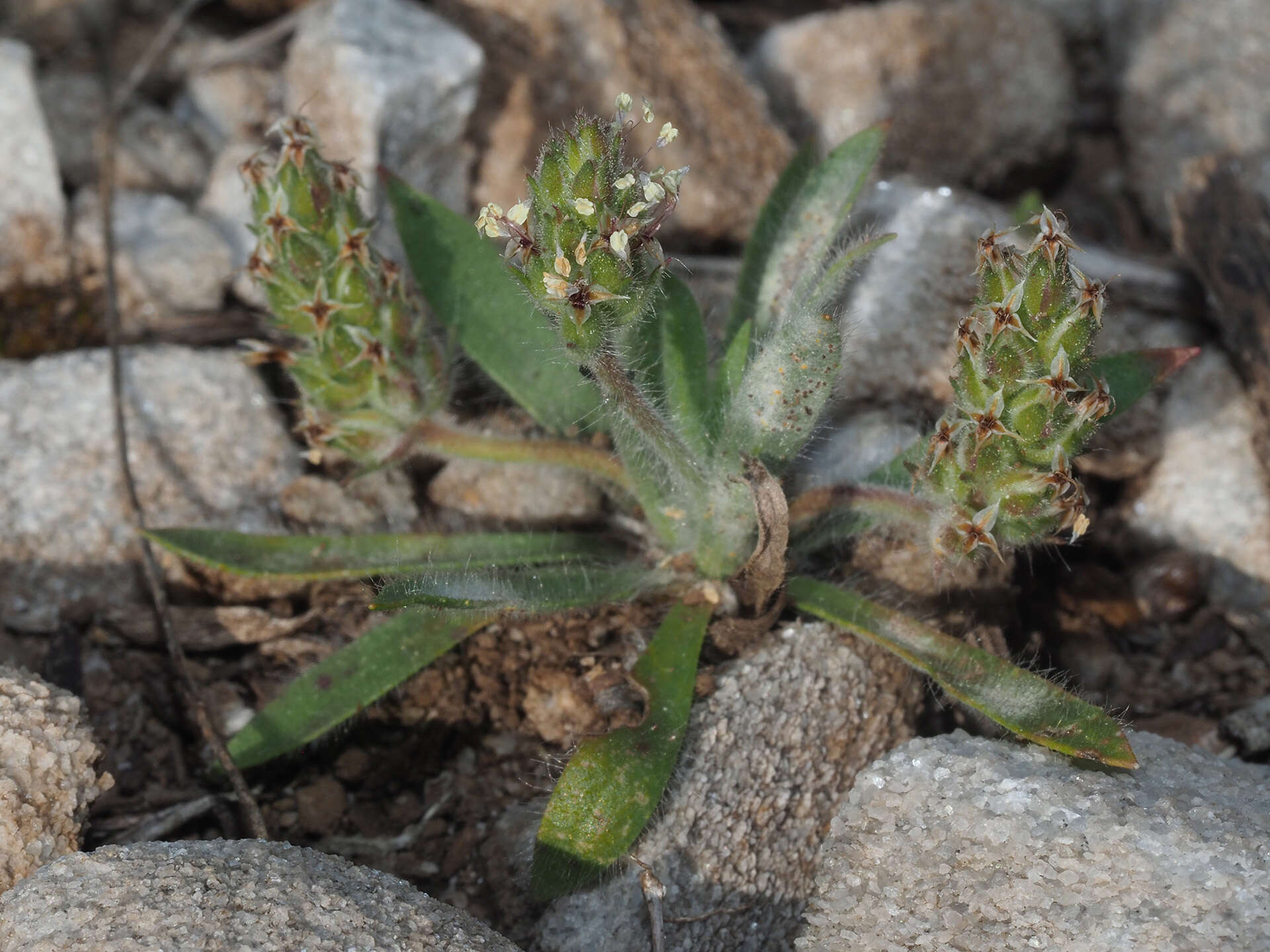 Image of Plantago bellardii All.