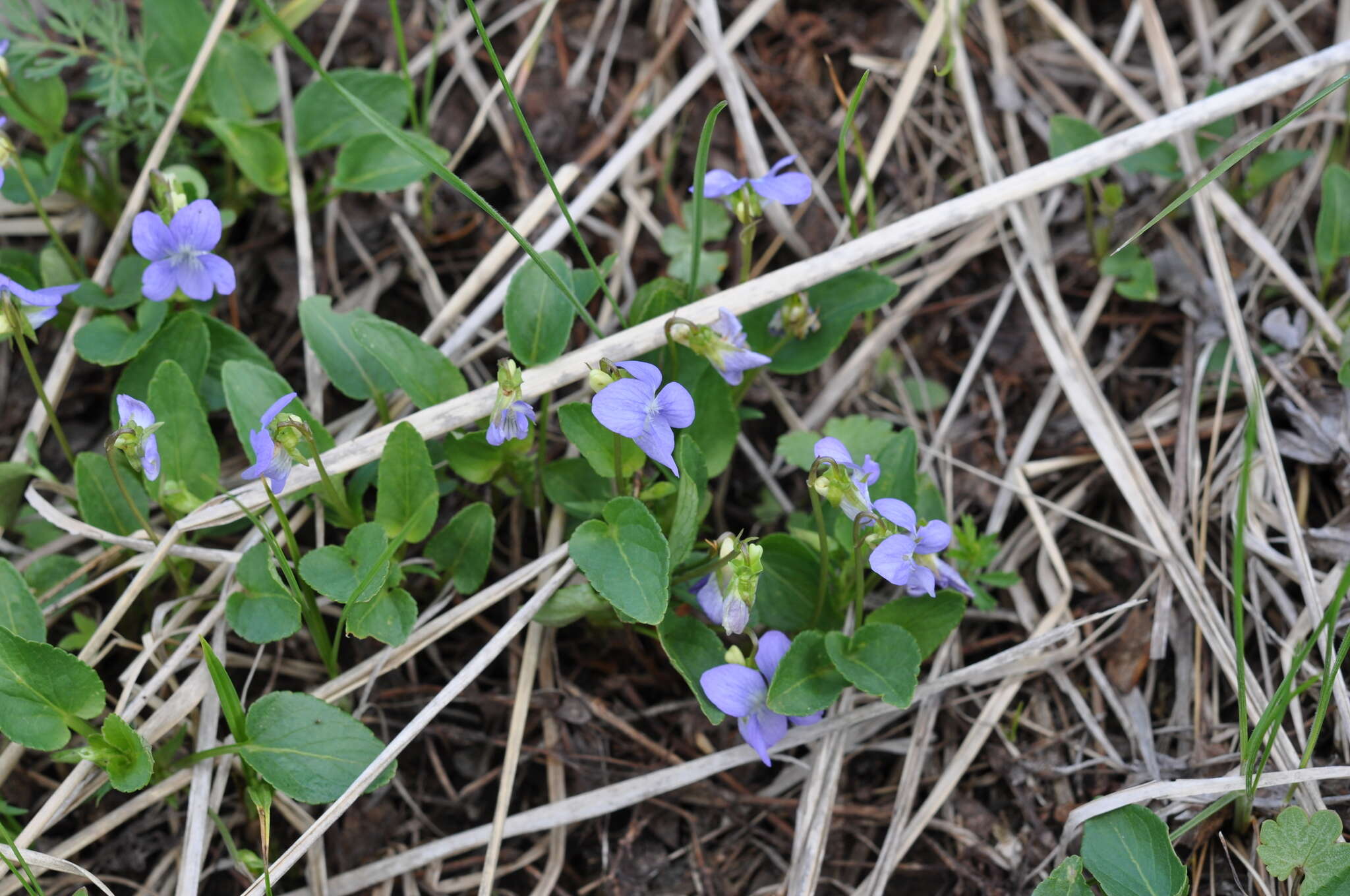 Image of dog violet