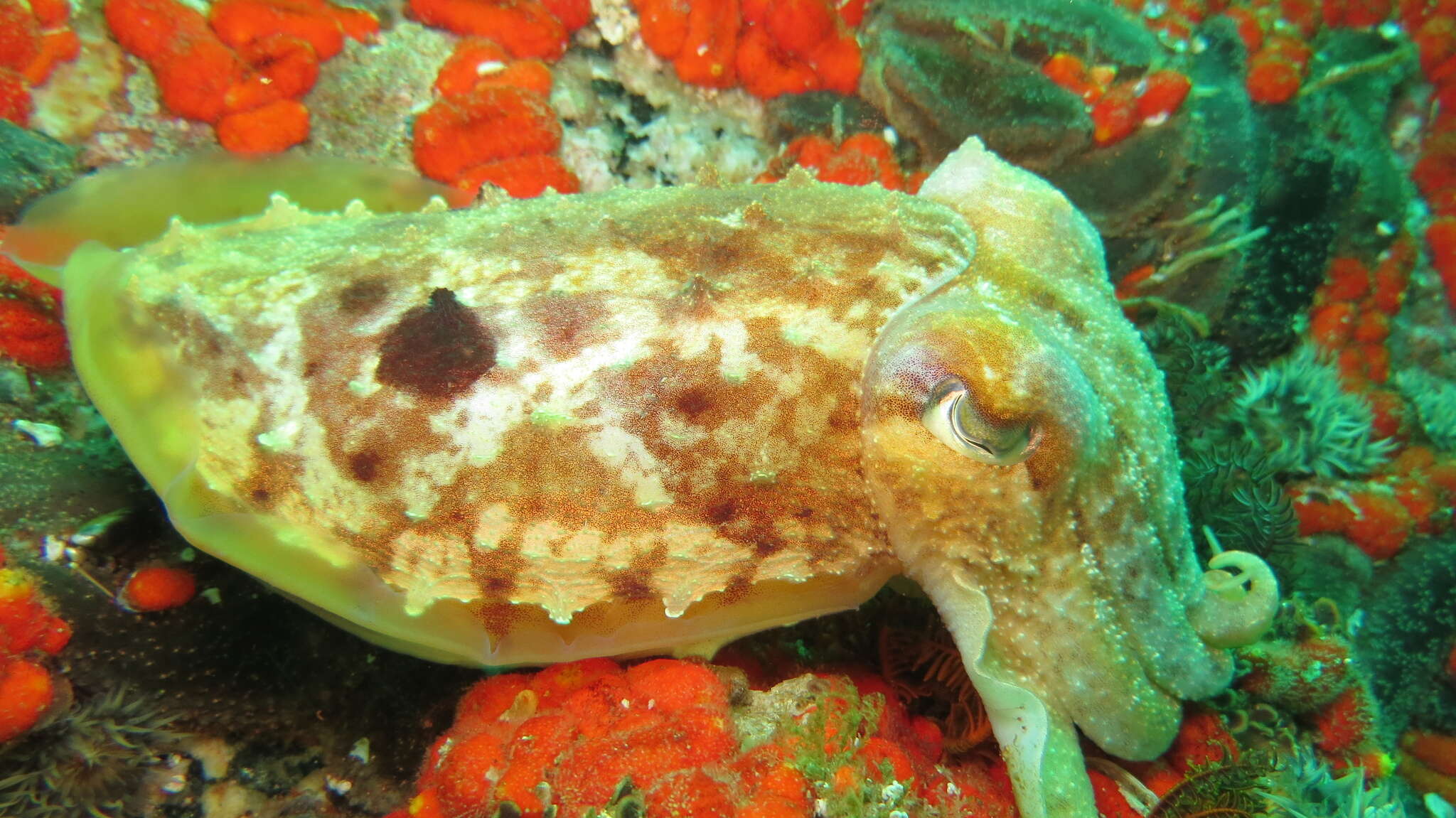 Image of Patchwork Cuttlefish