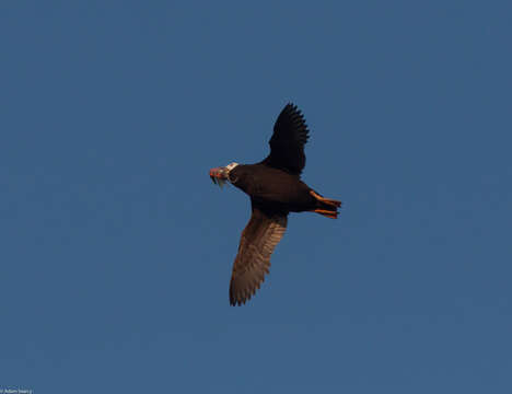 Image of Tufted Puffin