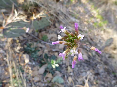 Image of Boechera porphyrea (Wooton & Standl.) Windham, Al-Shehbaz & P. Alexander