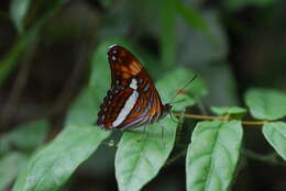 Image of Adelpha felderi