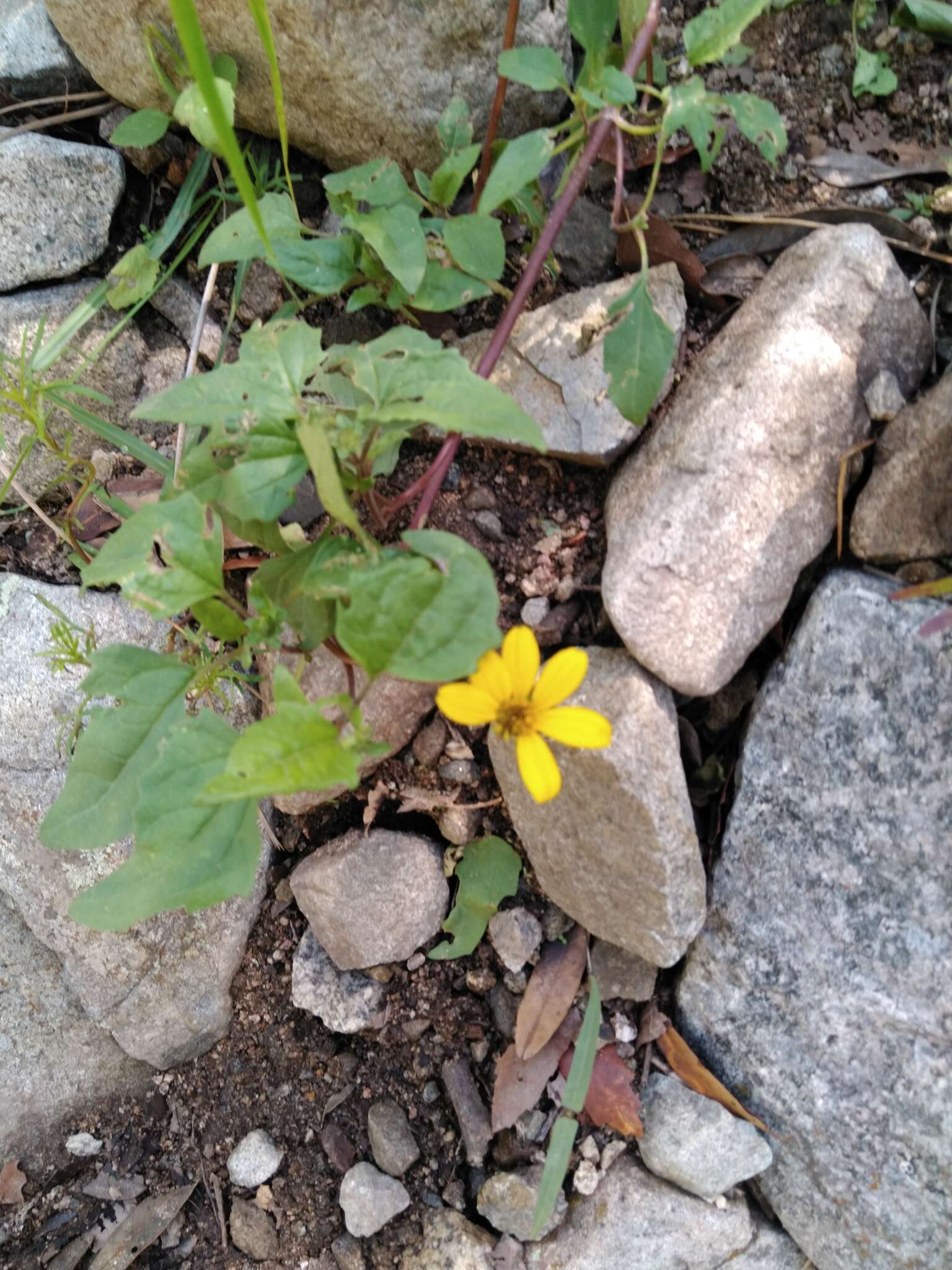 Image of mountain oxeye