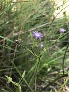 Lactuca graminifolia Michx. resmi