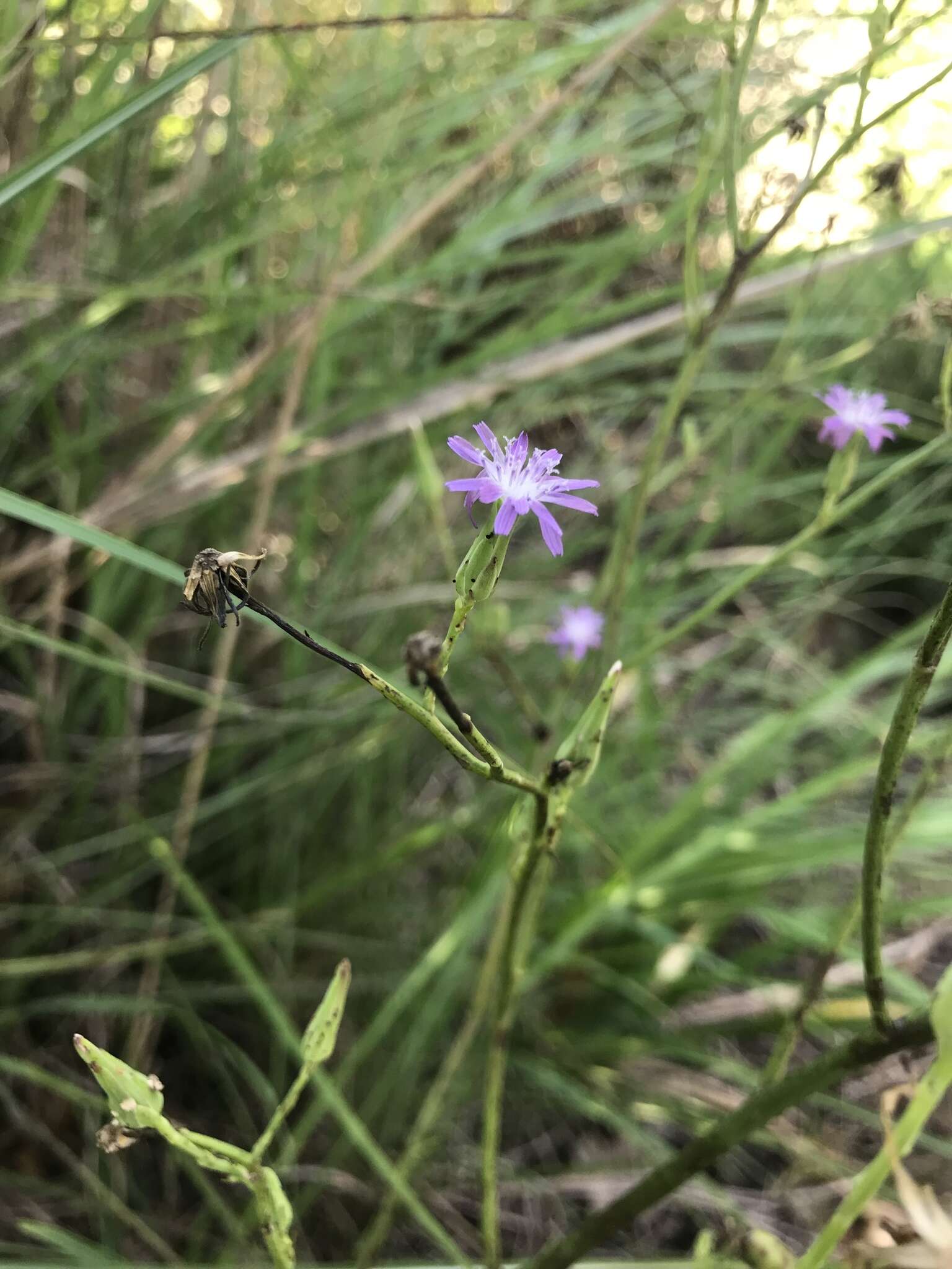 Lactuca graminifolia Michx. resmi