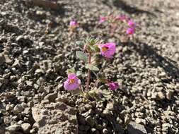 Image of Johnston's monkeyflower