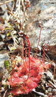 Image of spoonleaf sundew