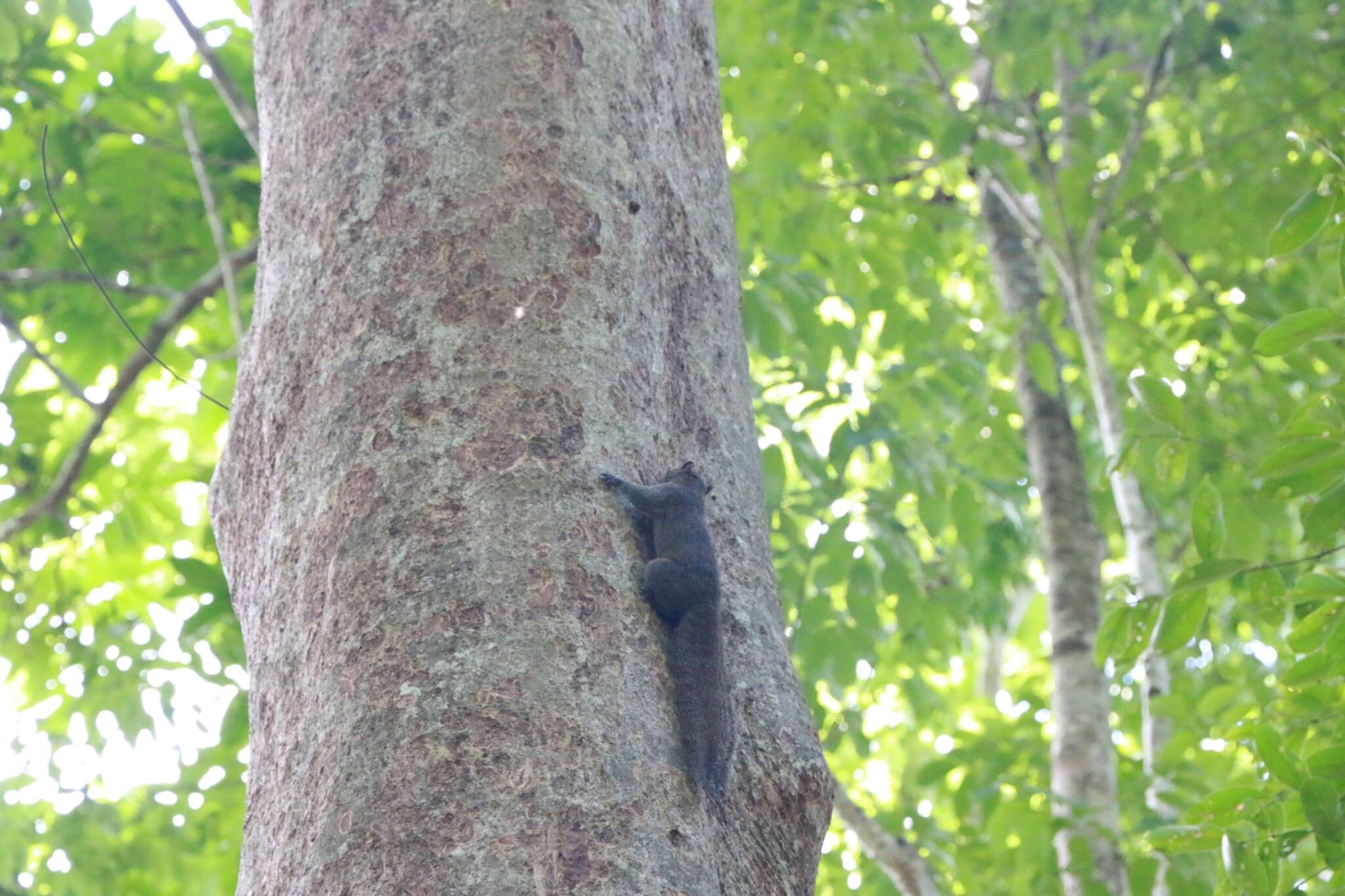 Plancia ëd Callosciurus inornatus (Gray 1867)