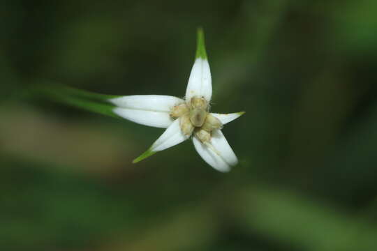 صورة Rhynchospora blepharophora (J. Presl & C. Presl) H. Pfeiff.